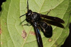<a href="https://taieol.tw/muse/digi_object/426fc03a8dd43505917c23054c002b15" target="_blank">Coeleumenes burmanicus thoracicus／By：陳榮章／臺灣生命大百科</a>