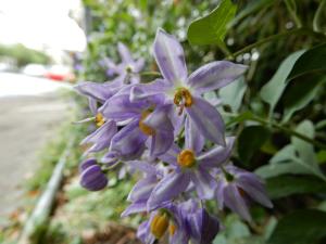 <a href="https://taieol.tw/muse/digi_object/0e98487f95b6a9cd26700061656ec10a" target="_blank">星茄／By：rickyp／iNaturalist</a>