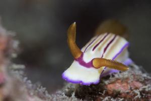 <a href="https://taieol.tw/muse/digi_object/bb59e12c91349aa39a7ed146d174a585" target="_blank">Hypselodoris emma／By：raylee420／iNaturalist</a>