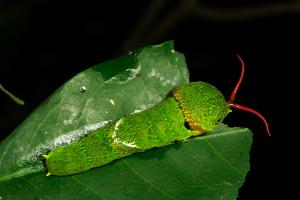 20090925_347286_Papilio castor formosanus_l.jpg