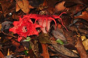 Aseroe rubra(紅星頭鬼筆)