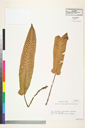 <a href="https://brmas.openmuseum.tw/muse/digi_object/d59778db207ca53fea74a78cbbac9564" target="_blank">Phyllitis／中央研究院生物多樣性研究博物館植物標本館 (HAST)</a>