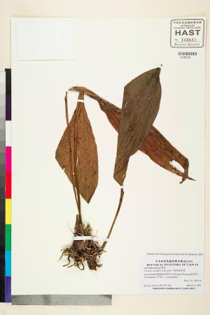 <a href="https://brmas.openmuseum.tw/muse/digi_object/d59c5f1e310db3dbc6145fdc9d7cd0c5" target="_blank">翹距根節蘭／中央研究院生物多樣性研究博物館植物標本館 (HAST)</a>
