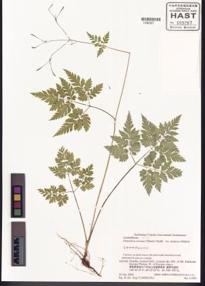 <a href="https://brmas.openmuseum.tw/muse/digi_object/d5a152872200f81755fa7d2cd3311e08" target="_blank">臭根／中央研究院生物多樣性研究博物館植物標本館 (HAST)</a>