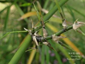 <a href="https://taieol.tw/muse/digi_object/b84101a8c201495af794ca8df3f57a7c" target="_blank">茨竹／By：陳育賢／陳育賢</a>