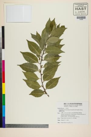<a href="https://brmas.openmuseum.tw/muse/digi_object/d5ba0b6361177b7c3e7f20208334b246" target="_blank">台灣假黃楊／中央研究院生物多樣性研究博物館植物標本館 (HAST)</a>