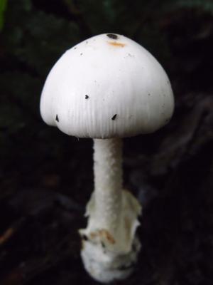 Amanita virosa(鱗柄白鵝膏)