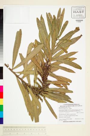<a href="https://brmas.openmuseum.tw/muse/digi_object/d5be575b762b882fa0fb1a03529cb21f" target="_blank">水楊梅／中央研究院生物多樣性研究博物館植物標本館 (HAST)</a>
