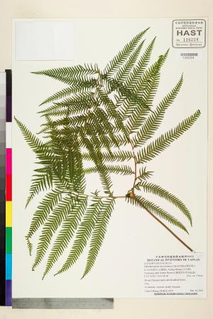 <a href="https://brmas.openmuseum.tw/muse/digi_object/d5c9cc4dca494de2cd5303fb36b63c84" target="_blank">鱗芽裏白／中央研究院生物多樣性研究博物館植物標本館 (HAST)</a>