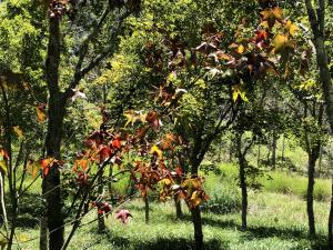 <a href="https://taieol.tw/muse/digi_object/7914f1e2d42e7d7d766e2c72c593b1fe" target="_blank">青楓／By：wpwang／iNaturalist</a>