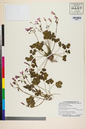 <a href="https://brmas.openmuseum.tw/muse/digi_object/d5d286e9cb4fc960388f86aca204ec3e" target="_blank">紫花酢漿草／中央研究院生物多樣性研究博物館植物標本館 (HAST)</a>