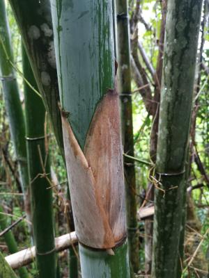 <a href="https://taieol.tw/muse/digi_object/e58c6a289ef6898ce905ef86d8ae13b7" target="_blank">長枝竹／By：fernslu／iNaturalist</a>