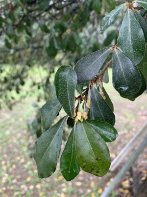 <a href="https://taieol.tw/muse/digi_object/dcdd5ad12212bc7e2e5556305fbb37d9" target="_blank">椬梧／By：lulu2021／iNaturalist</a>