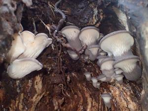 Pleurotus cystidiosus(泡囊側耳)