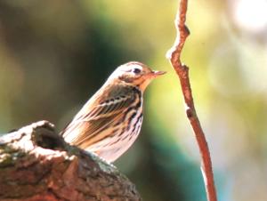 <a href="https://taieol.tw/muse/digi_object/33a5ac9d1edc7d9330e7d5f0644cb4a7" target="_blank">樹鷚／By：kellyshu／iNaturalist</a>