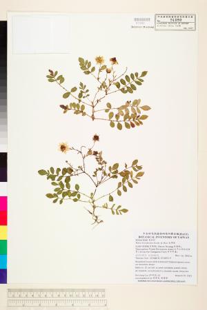<a href="https://brmas.openmuseum.tw/muse/digi_object/d6188944353b81ff612c586f2d61a15d" target="_blank">台灣莓／中央研究院生物多樣性研究博物館植物標本館 (HAST)</a>