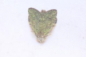 <a href="https://taieol.tw/muse/digi_object/423e4c5c05d7f3f1920a84ededc9f849" target="_blank">青苔胯舟蛾／By：nidhogg／iNaturalist</a>