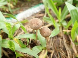 Panaeolus subbalteatus(鹿色花褶傘)