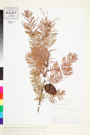 <a href="https://brmas.openmuseum.tw/muse/digi_object/d62be497ba4f773802500559eeb41955" target="_blank">台灣黃杉／中央研究院生物多樣性研究博物館植物標本館 (HAST)</a>