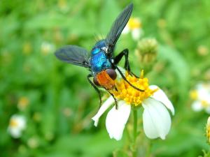 <a href="https://taieol.tw/muse/digi_object/20928bfc62b0002980cfabc729909aca" target="_blank">藍獅液蠅／By：tongli／iNaturalist</a>