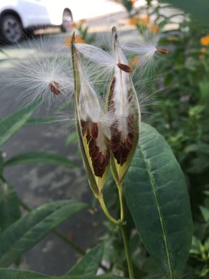 <a href="https://taieol.tw/muse/digi_object/f0401bffa9182a1ad64f978755a8faeb" target="_blank">尖尾鳳／By：colyachang／iNaturalist</a>