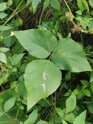<a href="https://taieol.tw/muse/digi_object/5312321bc070e1fb85e2ce658ab4a401" target="_blank">山葛／By：enkn／iNaturalist</a>