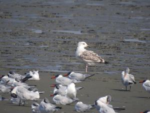 <a href="https://taieol.tw/muse/digi_object/3ffdab36415feed822bec3691772ef6a" target="_blank">銀鷗／By：doggy0406／iNaturalist</a>
