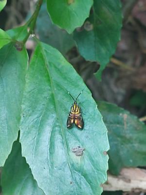 <a href="https://taieol.tw/muse/digi_object/9d2d81c39b6c4cb2835518c48c1deca6" target="_blank">叉紋閃舞蛾／By：naturalist5923／iNaturalist</a>