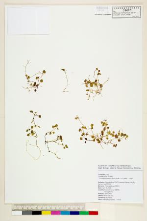 <a href="https://brmas.openmuseum.tw/muse/digi_object/d6859e860196df2038dc546f7c1c09ff" target="_blank">山桔梗／中央研究院生物多樣性研究博物館植物標本館 (HAST)</a>