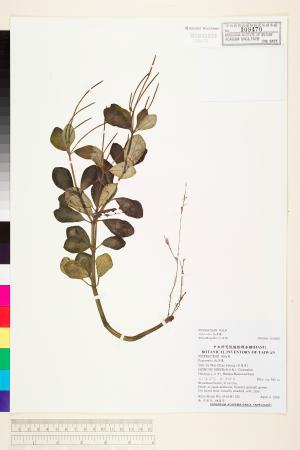 <a href="https://brmas.openmuseum.tw/muse/digi_object/d69059cd5d8638450a6a59cd13d6c24c" target="_blank">椒草屬／中央研究院生物多樣性研究博物館植物標本館 (HAST)</a>