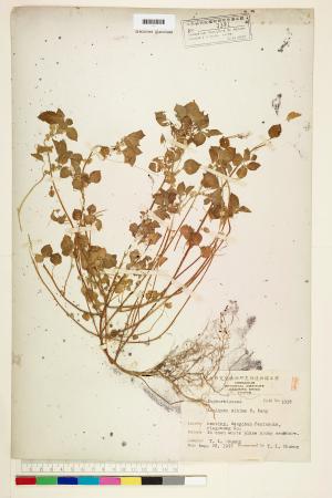 <a href="https://brmas.openmuseum.tw/muse/digi_object/d6ac262b3b92455c2d8496473a733830" target="_blank">小葉鐵莧／中央研究院生物多樣性研究博物館植物標本館 (HAST)</a>