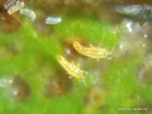 <a href="https://taieol.tw/muse/digi_object/6fc691c035699098ad67cd7110db6324" target="_blank">Gynaikothrips ficorum／By：naturalist97663／iNaturalist</a>