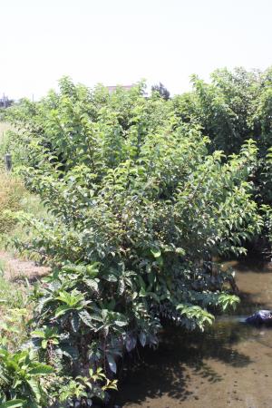 風箱樹-Rubiaceae茜草科-風箱樹屬-Cephalanthus naucleoides-20090708宜蘭-冬山-風箱樹-雙子葉-IMG_5929