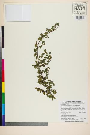 <a href="https://brmas.openmuseum.tw/muse/digi_object/d6e618803151a1005fb587ffa8f68fde" target="_blank">越橘葉蔓榕／中央研究院生物多樣性研究博物館植物標本館 (HAST)</a>
