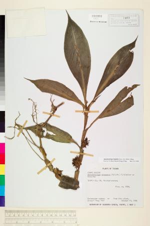 <a href="https://brmas.openmuseum.tw/muse/digi_object/d6f2c4d77d0cda6ef82330e75d5e83ac" target="_blank">穿鞘花、中國穿鞘花／中央研究院生物多樣性研究博物館植物標本館 (HAST)</a>