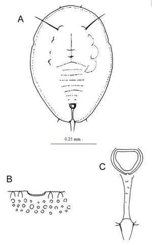 Aleuroclava malloti  (Takahashi, 1932)