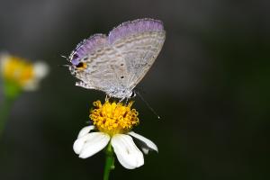 Catochrysops strabo