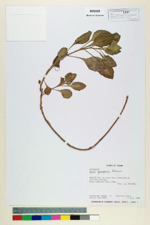 <a href="https://brmas.openmuseum.tw/muse/digi_object/d717b0b49e623c5ea671e0d97e0d3e21" target="_blank">白鳳菜／中央研究院生物多樣性研究博物館植物標本館 (HAST)</a>