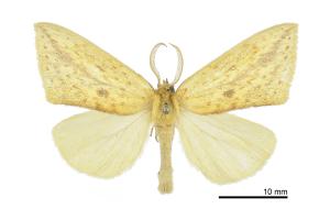 Dypna yulaonensis_male_Yualo__1500_20-IV-2014_CGLai_TFRI176113-1_dissected