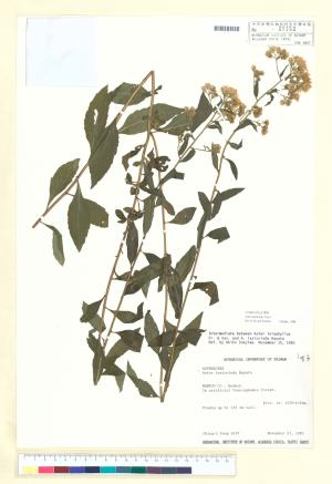 <a href="https://brmas.openmuseum.tw/muse/digi_object/d71b5a59996624c6970079351c9b4f3a" target="_blank">山白蘭／中央研究院生物多樣性研究博物館植物標本館 (HAST)</a>
