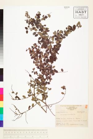 <a href="https://brmas.openmuseum.tw/muse/digi_object/d74954ef198b093f83aab702425d06a3" target="_blank">小葉黃鱔藤／中央研究院生物多樣性研究博物館植物標本館 (HAST)</a>