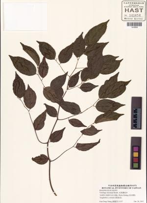 <a href="https://brmas.openmuseum.tw/muse/digi_object/d74d4347bdf44157777e87e28a97c154" target="_blank">光果翼核木／中央研究院生物多樣性研究博物館植物標本館 (HAST)</a>
