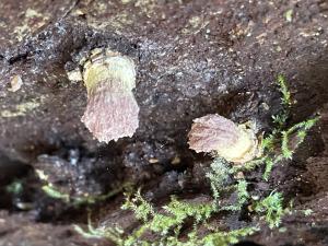 <a href="https://taieol.tw/muse/digi_object/192d8088ea0276748d91ffa6c30e1fa2" target="_blank">髮菌／By：balawu／iNaturalist</a>
