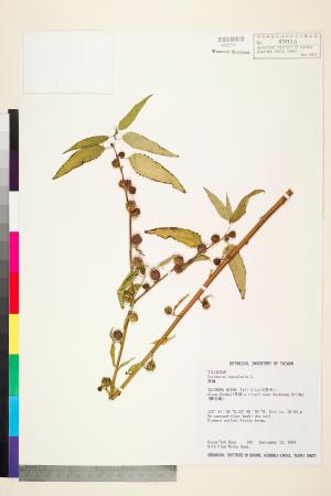 <a href="https://brmas.openmuseum.tw/muse/digi_object/d79ca88d6a800d0066d1daf4fbc6bd88" target="_blank">黃麻／中央研究院生物多樣性研究博物館植物標本館 (HAST)</a>
