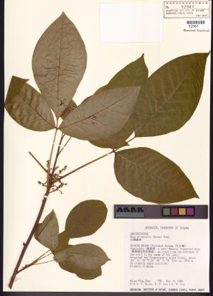 <a href="https://brmas.openmuseum.tw/muse/digi_object/d7a55da138fdbd519ea737e95afe00ec" target="_blank">台灣藤漆／中央研究院生物多樣性研究博物館植物標本館 (HAST)</a>