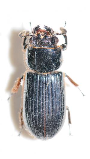 大黑豔蟲 Aceraius grandis