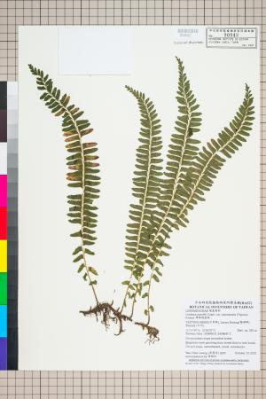 <a href="https://brmas.openmuseum.tw/muse/digi_object/d7abb2b78f3a01a2183e90bea12f4c10" target="_blank">攀緣陵齒蕨／中央研究院生物多樣性研究博物館植物標本館 (HAST)</a>