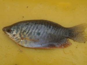 <a href="https://taieol.tw/muse/digi_object/6f5460b4bf98aac4a510b4cfeb9d3ad4" target="_blank">絲鰭毛足鬥魚／By：leaf0605／iNaturalist</a>