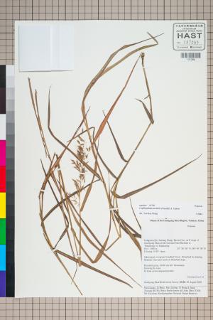 <a href="https://brmas.openmuseum.tw/muse/digi_object/d7b48e3990c58bedf0dcdab8f01e2dba" target="_blank">硬稈子草／中央研究院生物多樣性研究博物館植物標本館 (HAST)</a>