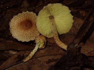 <a href="https://taieol.tw/muse/digi_object/29e2f39f11955712523ff7b3754b9028" target="_blank">Lepiota xanthophylla／By：柯文俊／蕈哥菇妹園地(The Forum of Fungi)</a>